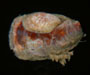 Atlantic slippersnail Crepidula fornicata from off St. Catherine's Island, GA